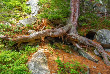 Mountain path in the forest. High Tatras, Slovak Republic, Europe.