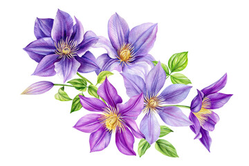 Clematis flowers, bouquet on isolated white background, watercolor botanical painting, realistic hand drawn