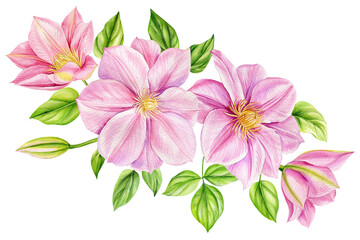 Clematis flowers, bouquet on isolated white background, watercolor botanical painting, realistic hand drawn