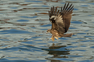 Black kite ready for the catch