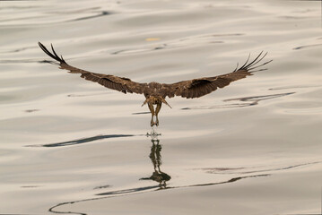 Black kite with the prey