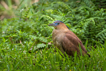 Malayan night heron Taipei park