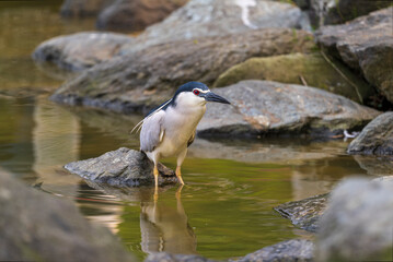  night heron on a rock in a park from taipei