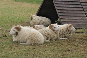 fünf Schafböcke auf der Weide