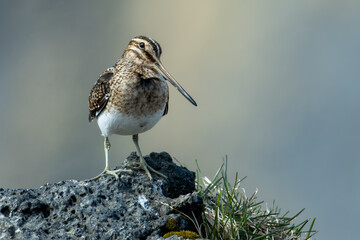 Hrossagaukur .. Gallinago gallinago