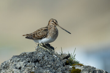 Hrossagaukur.  Gallinago gallinago