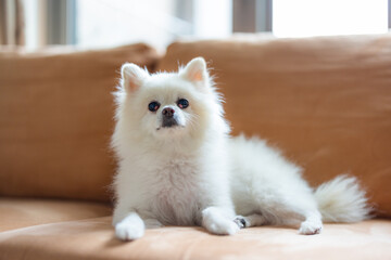 Pomeranian dog sit down on the sofa