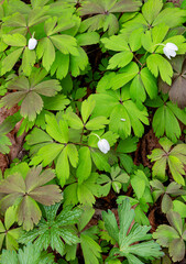 691-17 Wood Anemonie