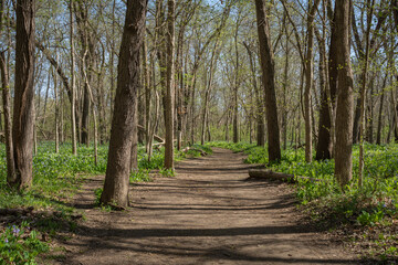 Signs of spring color on a sunny early spring hike at Starved Rock state park.
