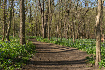 Signs of spring color on a sunny early spring hike at Starved Rock state park.
