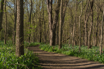 Obraz premium Signs of spring color on a sunny early spring hike at Starved Rock state park.
