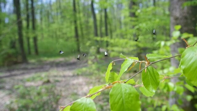 A group of male green longhorn (Adela reaumurella) fly over a beech branch. The fairy longhorn moths in green spring forest. Video slowed down ten times, rapid shooting