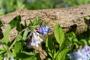 Blooming bluebells.
