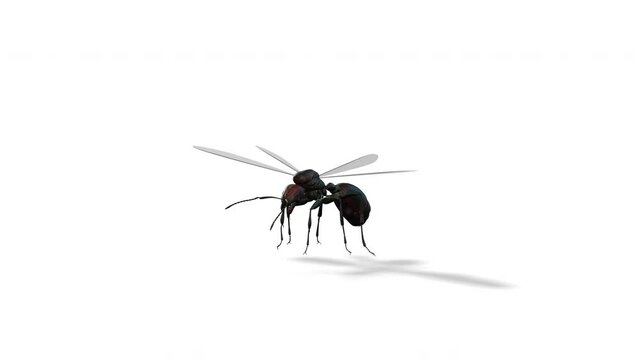 Ant queen with wings, seamless loop 4K, against white