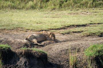 Lion rests by a water source in Serengeti National Park Tanzania