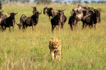 Lion looking for prey, licks lips, as wildebeests look on behind. Serengeti National Park