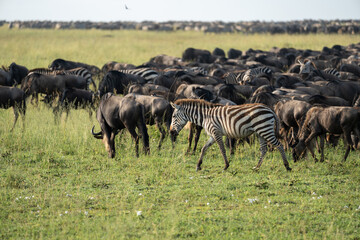 Fototapeta na wymiar Zebras and wildebeests graze together in harmony in Serengeti National Park Tanzania Africa