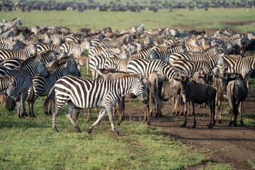 Fototapeta na wymiar Zebras and wildebeests graze together in harmony in Serengeti National Park Tanzania Africa