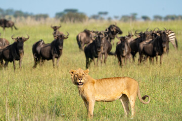 Lion looks for prey, as many wildebeests animals look on behind. Serengeti National Park Tanzania