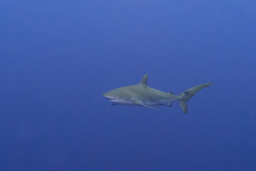 Silky swimmer: Silky shark gliding through blue waters