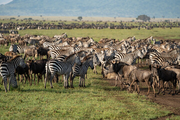 Zebras and wildebeests graze together in harmony in Serengeti National Park Tanzania Africa