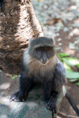 Syke Monkey (also known as a Blue Monkey) sits on a ledge in Nairobi City Park