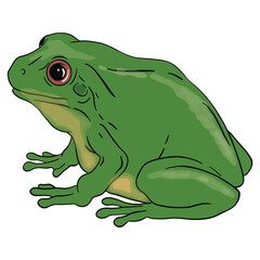 Cute Green frog sitting ,good for graphic design resources, posters, banners, templates, prints, coloring books and more.