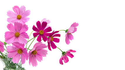 Obraz na płótnie Canvas Pink flowers cosmos on a white background with space for text