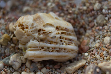 coral parts, stones, shells on the sand. Dead coral on sand. gray and brown color texture and pattern tropical beach.