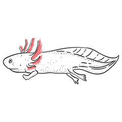 Axolotl outline art ,good for graphic design resources, posters, banners, templates, prints, coloring books and more.