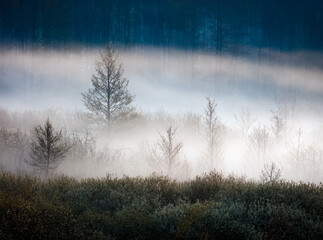 Wiosenne Mgły  w Lesie 
