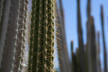 The commonly cultivated Pilosocereus pachycladus (syn. Pilosocerus azureus) is a blue cactus with hairy areoles. Selective focus, close up shot. Cactus background.