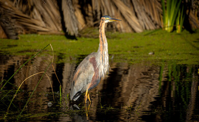 great purple heron Ardea purpurea