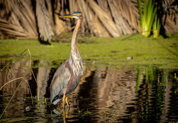 Purple Heron in lake