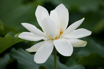 White Lotus