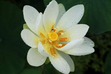 White Lotus