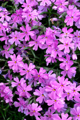 Moss Phlox (Phlox Subulata)