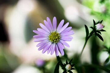 Aster Ciliosus&nbsp;