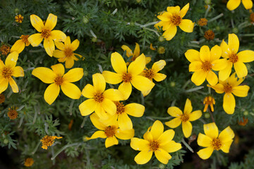 Bidens Ferulifolia