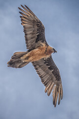 Il Gipeto del Gran Paradiso - Alpi Italiane