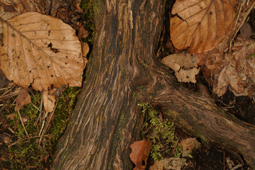Tree roots on the forest floor with brown beech leaves on the sides