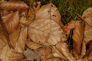 Brown leaves, pine needles, wooden sticks and moss on the forest floor