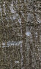 Obraz premium Details of the bark of tilia mandshurica