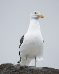 black headed gull