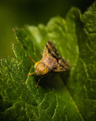 macro of a fly