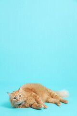 Cute Ginger Cat