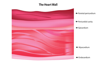layers of the heart wall