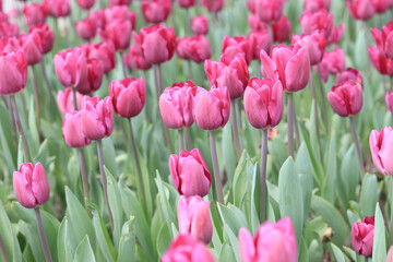 Pink tulips in the park, nature. Flowerbed with tulips or meadow. Natural background with spring bright flowers