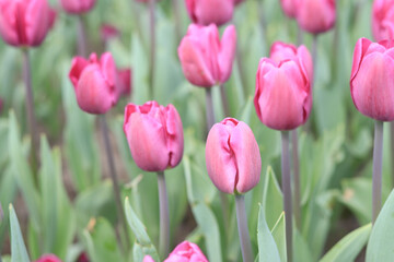Pink tulips in the park, nature. Flowerbed with tulips or meadow. Natural background with spring bright flowers