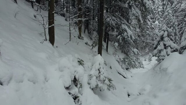 Shooting from a drone in a mountain forest among snowdrifts. Flight down the slope inside the thalweg.
